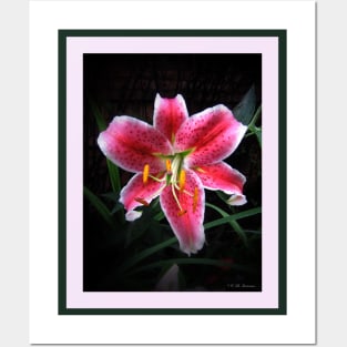 Pink Day Lily Posters and Art